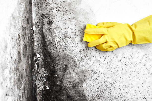 Best Commercial Mold Removal  in Hamilton College, NY