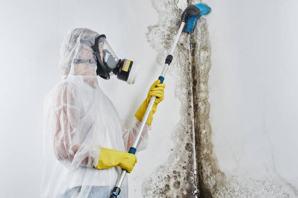Best Affordable Mold Removal  in Hamilton College, NY