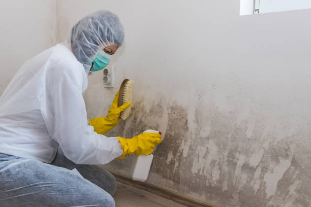 Best Certified Mold Removal  in Hamilton College, NY