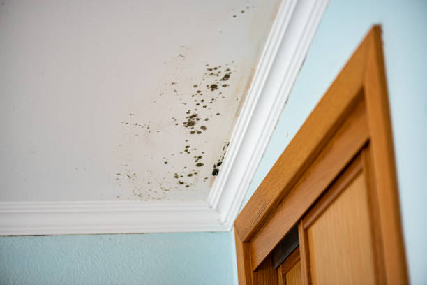 Best Mold Damage Repair  in Hamilton College, NY