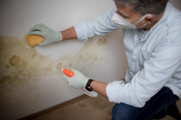 Best Mold Damage Repair  in Hamilton College, NY