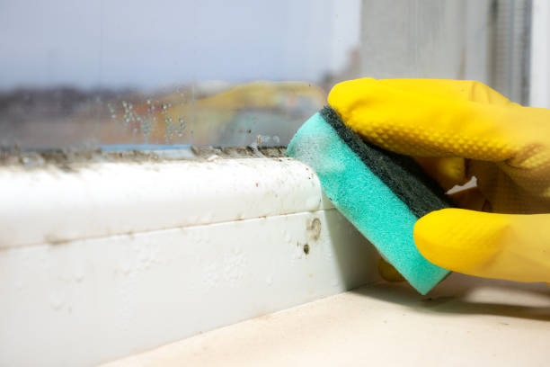 Best Local Mold Removal Service  in Hamilton College, NY