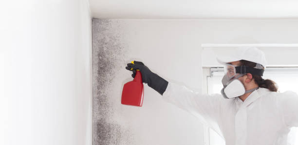 Best Black Mold Removal  in Hamilton College, NY