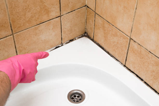 Best Home Mold Removal  in Hamilton College, NY