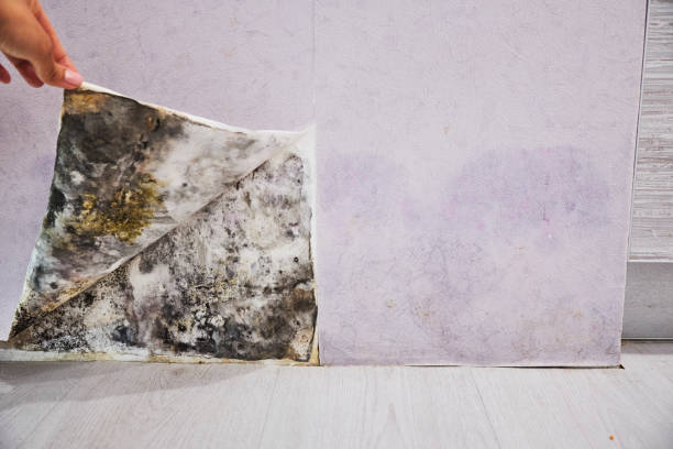 Mold Testing and Removal in Hamilton College, NY